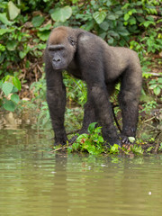 Gorilla in Gabon Endangered eastern gorilla in the beauty of african jungle (Gorilla gorilla)