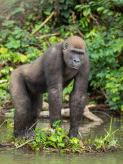 Gorilla in Gabon Endangered eastern gorilla in the beauty of african jungle (Gorilla gorilla)