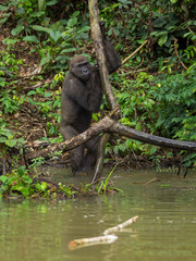 Gorilla in Gabon Endangered eastern gorilla in the beauty of african jungle (Gorilla gorilla)