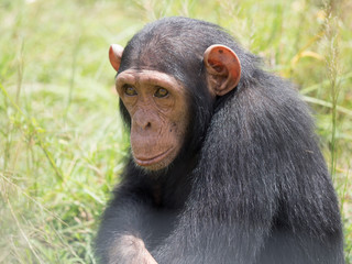 Chimpanzee consists of two extant species: the common chimpanzee and the bonobo. Together with humans, gorillas and orangutans they are part of the family Hominidae (the great apes). (Pan troglodytes)