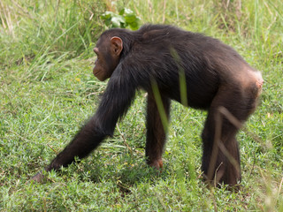 Chimpanzee consists of two extant species: the common chimpanzee and the bonobo. Together with...