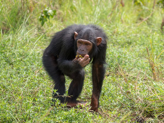 Chimpanzee consists of two extant species: the common chimpanzee and the bonobo. Together with humans, gorillas and orangutans they are part of the family Hominidae (the great apes). (Pan troglodytes)