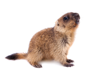 The bobak marmot cub on white