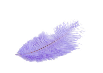 fluffy feather in blue color isolated on the white