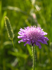 Flowers of field scabious (knautia arvensis) in a meadow. Medicinal herb