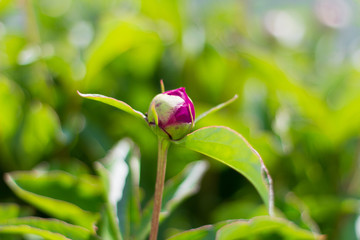 bright unopened peony Bud