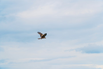 Fototapeta na wymiar Bird of prey flying against cloudy sky