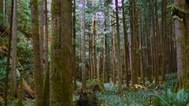 View of Thick Forest, Cascades