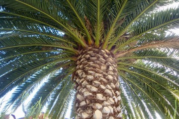 Upward view of tall majestic palm trees with blue sky background