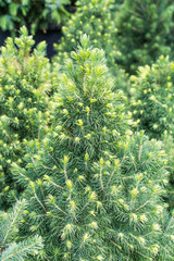 Background of Christmas tree branches for designers. Branches of conifer background. Background a texture tree branches for a Christmas card