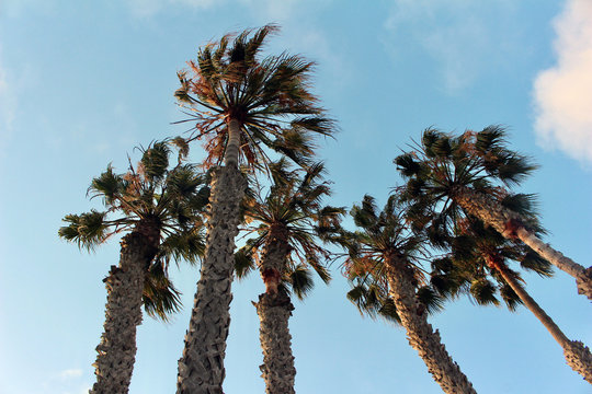 Upward view of tall majestic palm trees with blue sky background