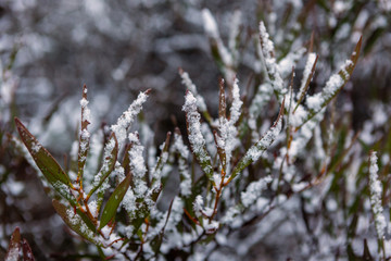 Snow collected on the leaves of a Eucalyptus gum tree at Hassans Wall in Lithgow New South Wales Australia on 17th June 2018