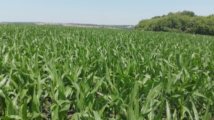 Flying over green corn agriculture field 4K