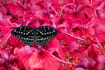 Black and white Butterfly sitting in Hibiskus blossoms, Kuala Lumpur, Malaysia © Loes Kieboom