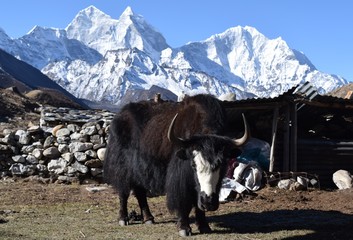 Himalaya Yak