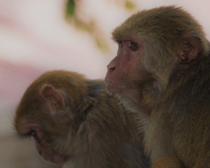 Nepalese Monkeys