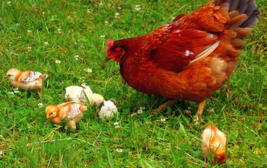 artgerechte tierhaltung   hühner