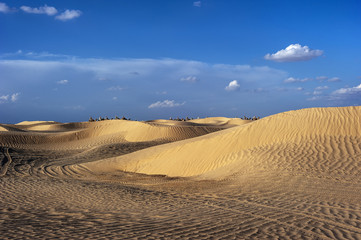 Sunset in the Sahara. Depending on the position of the light, sand dunes change color. Caravan between the dunes.