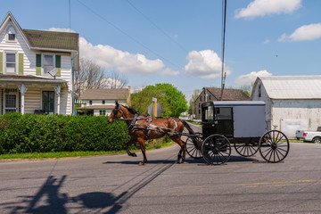 horse and carriage in Amish country