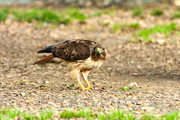 Hawk at Griffith Park came in to scavange on left over snack.