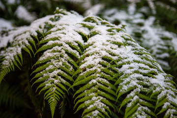 Snow collected on the leaves of a fern tree at Hassans Wall in Lithgow New South Wales Australia on 17th June 2018