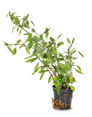 Hygrophila pinnatifida in studio