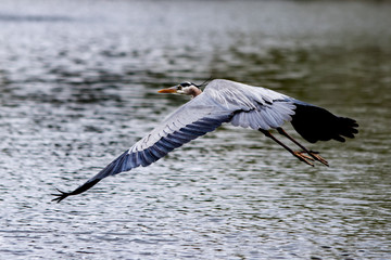 Great Blue Heron flying