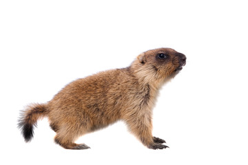 The bobak marmot cub on white