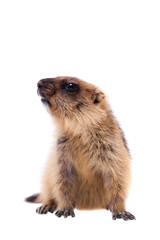 The bobak marmot cub on white