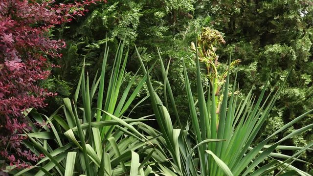 Spring Yucca gloriosa with inflorescence, Thuja occidentalis with young fruits and Berberis thunbergii with burgundy-red leaves on the breeze in the foothills of the Caucasus