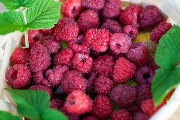 Raspberry basket bush branch growing