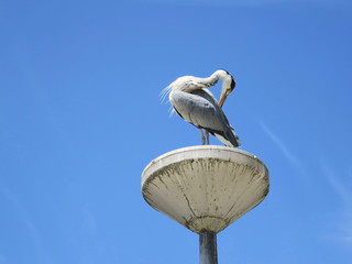 blue heron on a streetlamp