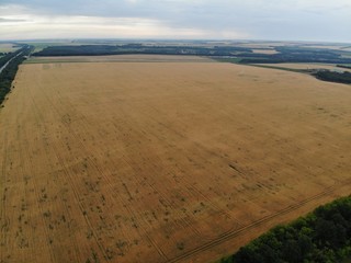 wheat field, shooting in motion. 