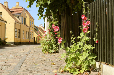  Narrow cobbled street with yellow-painted houses and blooming Hollyhock (Alcea rosea). Traditional Danish style. Old city Dragor, around Copenhagen, Denmark.
