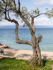 Young olive tree in front of mediterranean beach