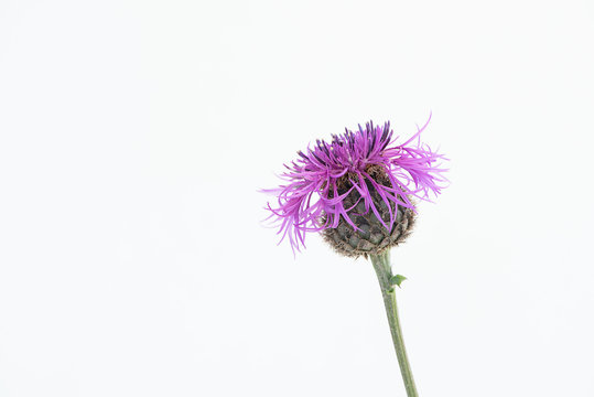 Flockenblume / Centaurea (freigestellt)