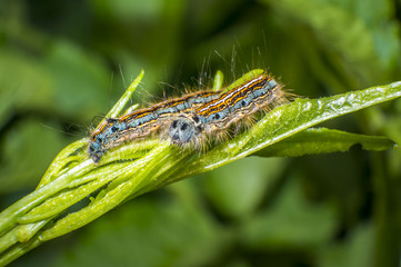 small colorful caterpillar on green leaf in blooming nature