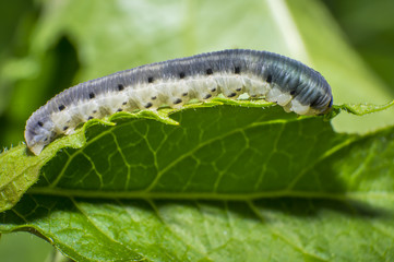 small colorful caterpillar on green leaf in blooming nature