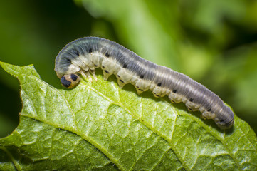 small colorful caterpillar on green leaf in blooming nature