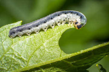 small colorful caterpillar on green leaf in blooming nature