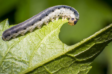 Obraz premium small colorful caterpillar on green leaf in blooming nature