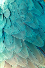 Obraz premium Beautiful of bird feather