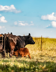 Stylized cow with calf © jackienix