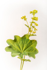 Lady's Mantle - Isolated Plant on White