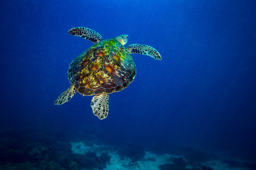 Turtle