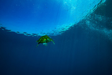 Turtle