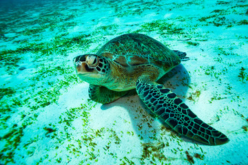 Fototapeta premium Turtle