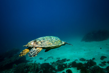 Turtle