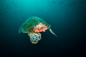Turtle
