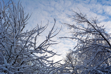 Fototapeta na wymiar Winter in the forest. Tree branches are covered with hoarfrost on the background of blue sky with cirrus clouds.